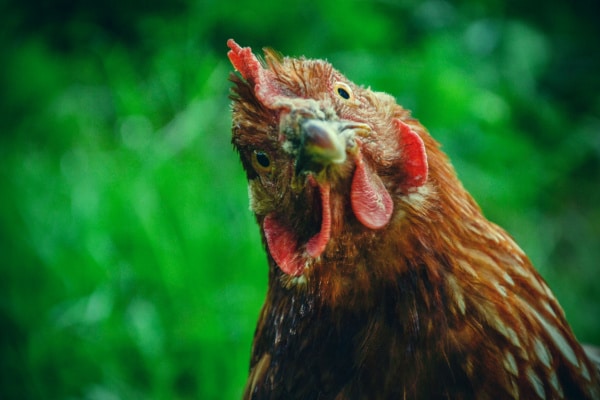 You are currently viewing Grippe aviaire : le point sur la situation épidémique et le versement des indemnités