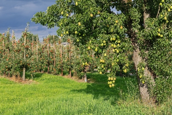 Lire la suite à propos de l’article Aides aux agriculteurs : les soldes pour la campagne 2023 connus