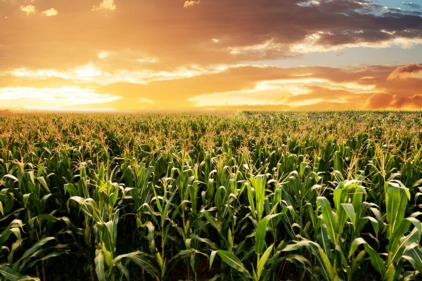 You are currently viewing Vente d’une parcelle agricole et préemption de la SAFER : une procédure à respecter