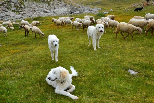 You are currently viewing Chiens de protection des troupeaux : du nouveau !