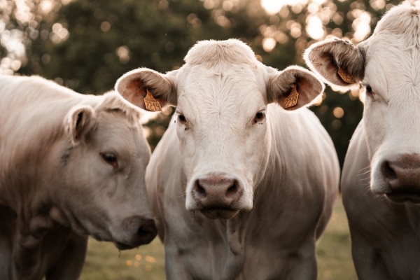 You are currently viewing Maladie bovine : une aide financière possible