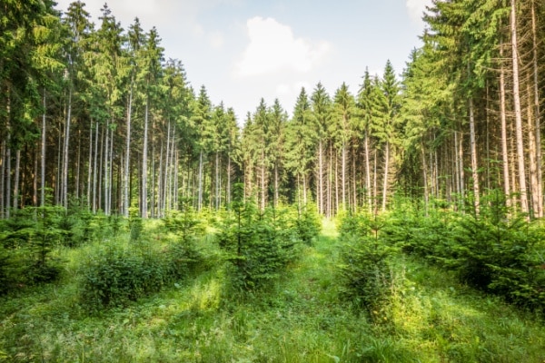 You are currently viewing Renouvellement forestier : une aide financière sous conditions