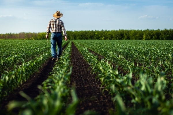 Lire la suite à propos de l’article Agriculture et aides diverses : fixation des montants pour 2024